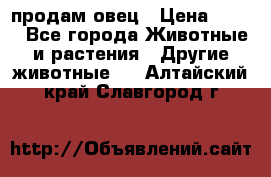  продам овец › Цена ­ 100 - Все города Животные и растения » Другие животные   . Алтайский край,Славгород г.